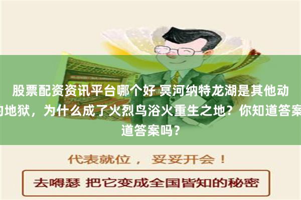 股票配资资讯平台哪个好 冥河纳特龙湖是其他动物的地狱，为什么成了火烈鸟浴火重生之地？你知道答案吗？